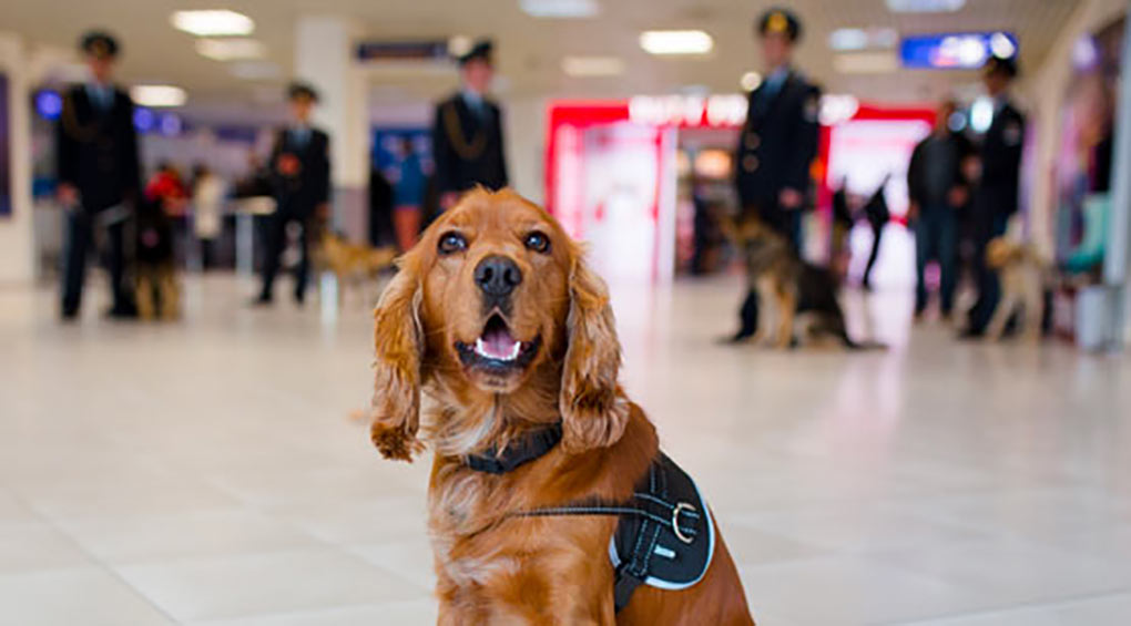 Drug detection dogs 1